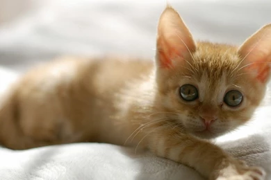 1280x720 Cute Orange Kitten Desktop PC And Mac Wallpapers