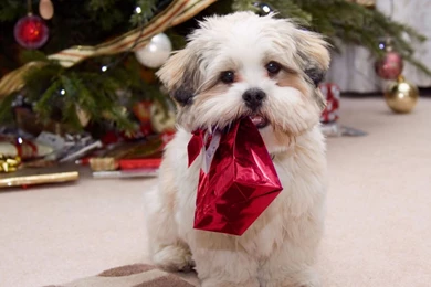 1366x768 Cute Puppy With Present Desktop PC And Mac Wallpapers