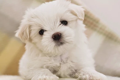 Cute Fluffy Dogs Wallpapers Free Download PC   Online Fun