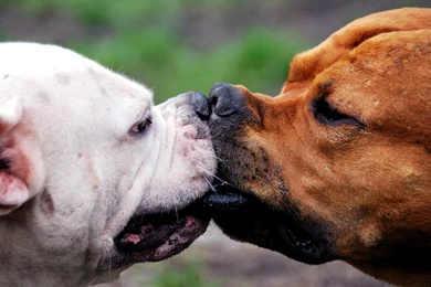 Funny, Animals, Wallpaper, Dog, Stylish, Designs, Gallery ...