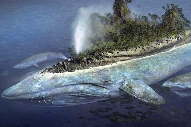 Desktop Wallpapers · Gallery · Humor · Whale Island Funny Pictures ...