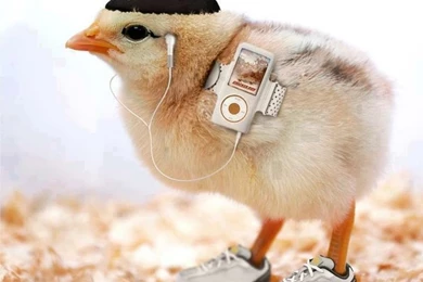 Funny Wallpapers Download