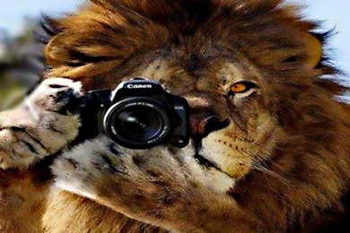 PICTURES HUMANS Photography Cats Lions Funny Nature Close Camera ...