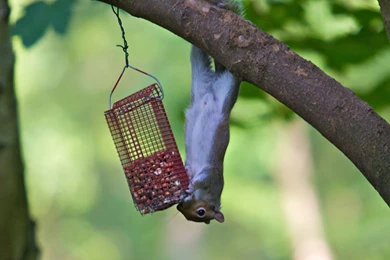 Cat, Wallpaper, Background, Napper, Funny, Desktop, Kitty (