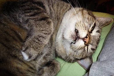 Cats Curled Funny Wallpapers Gallery ~ Cats For HD 16:9 High ...