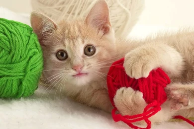 Desktop Wallpapers · Gallery · Animals · Funny Kitten