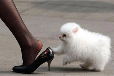 Funny Dog Pictures Funny Dogs Wallpapers Gallery