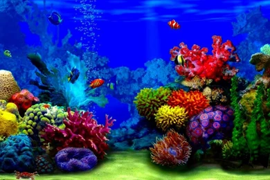 Animals Aqurium Inside The Aqurium – Animals Fish HD Desktop Wallpapers