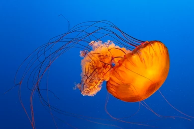 Beautiful Fish Wallpapers HD Pictures