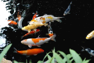 Koi Fish HD Wallpapers For Desktop