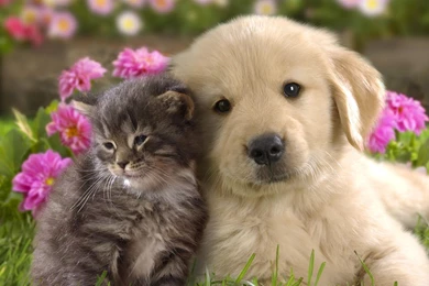Cute Cat And Dog Wallpapers