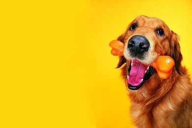 Dogs Wallpapers Collection (44+)