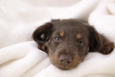 Awesome Lovely Dog HD Wallpapers Free Download