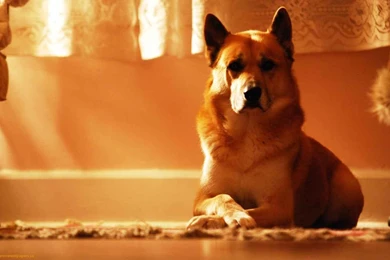 Cute Dog Wallpapers Photos High Resolution