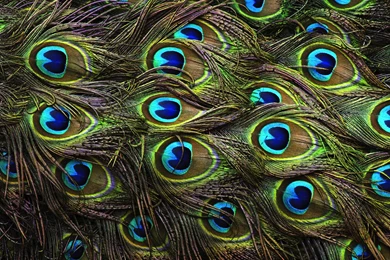 Peacock Feathers Backgrounds HD Wallpapers