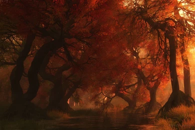 Awesome Landscapes Nature Trees Autumn Artistic Beautiful Forest ...