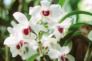 3d Wallpapers: Hd Flowers Wallpapers Free Download