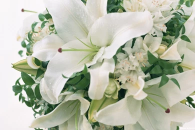 Download Free Beautiful White Flower Wallpapers