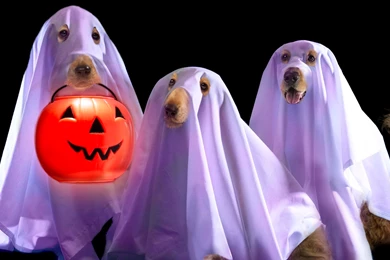 Funny Halloween Hd Wallpapers