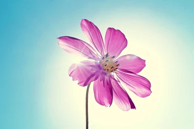 Wallpapers Of The Day: Flower