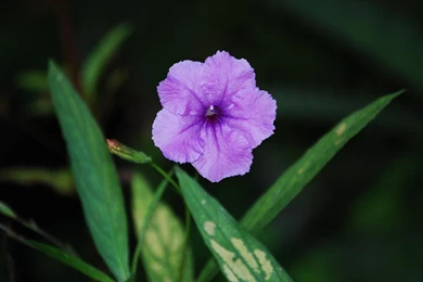 Flower Wallpapers HD Image   Android Apps On Google Play