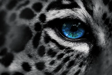 Snow Leopard Wallpapers Collection (40+)