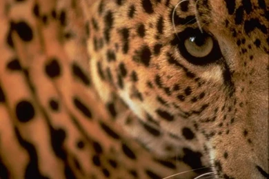 Leopards, Leopards Wallpaper, Leopards Picture, Leopards Photo ...