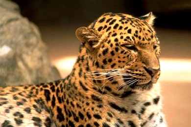 Animals Leopards