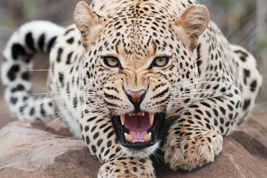 Download Animals Leopards Wallpapers 2560x1600