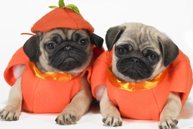 Funny Halloween Animal Pictures