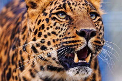 Download Animals Leopards Wallpapers 1920x1080