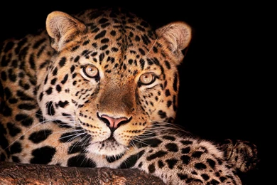 Baby Leopard   Wallpaper.