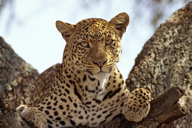 Leopard Wallpapers » WallDevil   Best Free HD Desktop And Mobile ...