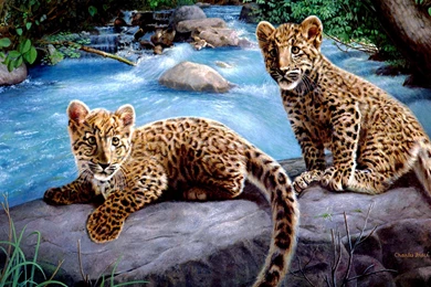 Two Leopards Wallpapers   HD Wallpaper Backgrounds Of Your Choice