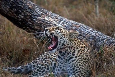 South Africa Animals Baby Leopards Wallpapers