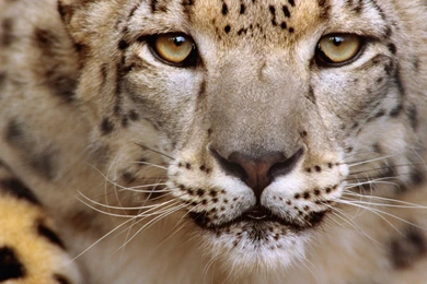 Download Snow Leopards Wallpapers 1920x1080