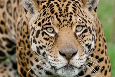 Animals Big Cats Leopards Wallpapers