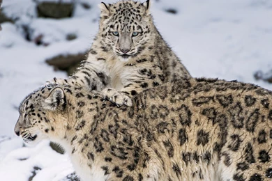 Animals Snow Leopards Wallpapers