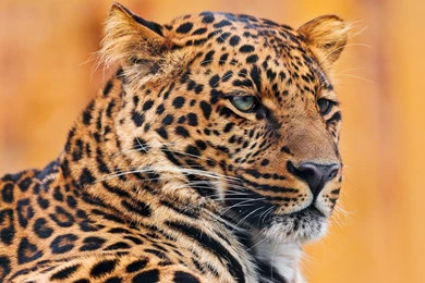 Download Animals Leopards Wallpapers 1920x1200
