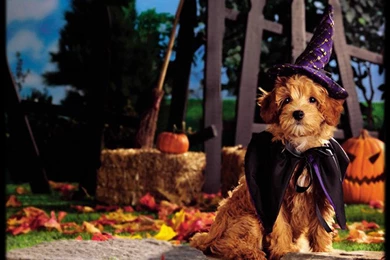 Cute Puppies Wallpapers For Halloween   Danasrhp.top