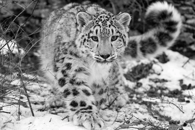 Animals, Leopard, Snow Leopards Wallpapers HD / Desktop And Mobile ...