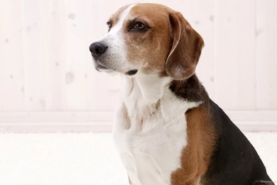 Download 1920x1080 Proud American Foxhound Wallpapers