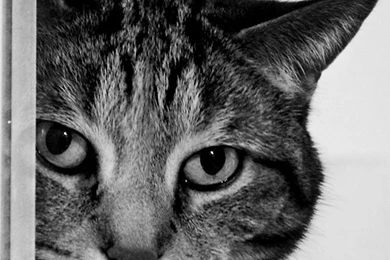 Cat iPhone Wallpapers / IPod Wallpapers HD   Free Download