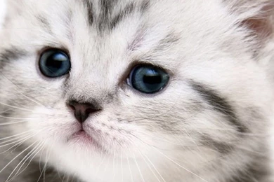 Iphone Cat Wallpapers N04 iPhone Wallpapers Free, iPhone 4 Wallpapers ...