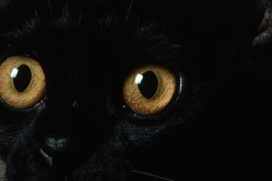 Black Cat iPhone 5 Wallpapers