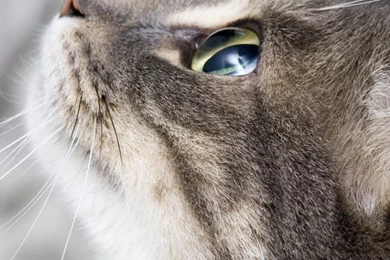 Tiger Cat iPhone 6 Wallpapers 24268   Animals iPhone 6 Wallpapers ...