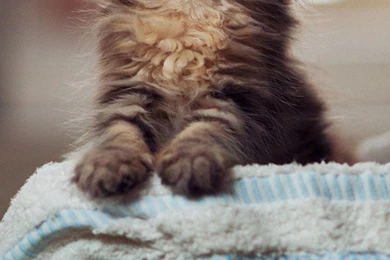 Cat iPhone Wallpapers And Backgrounds, HD Wallpapers   Part 3