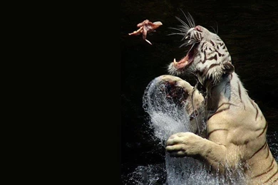 Tiger Stills Wallpapers Hd Wallpapers