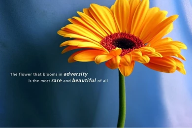 Awesome Inspirational Quote With Flower Wallpapers