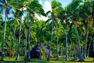 YouWall   Tropical Indians Wallpapers   Wallpaper,wallpapers,free ...